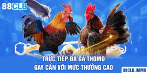 truc-tiep-da-ga-thomo-gay-can-voi-muc-thuong-cao