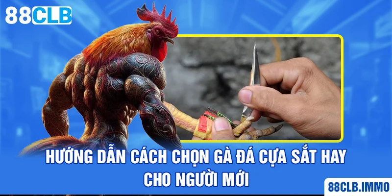 huong-dan-cach-chon-ga-da-cua-sat-hay-cho-nguoi-moi