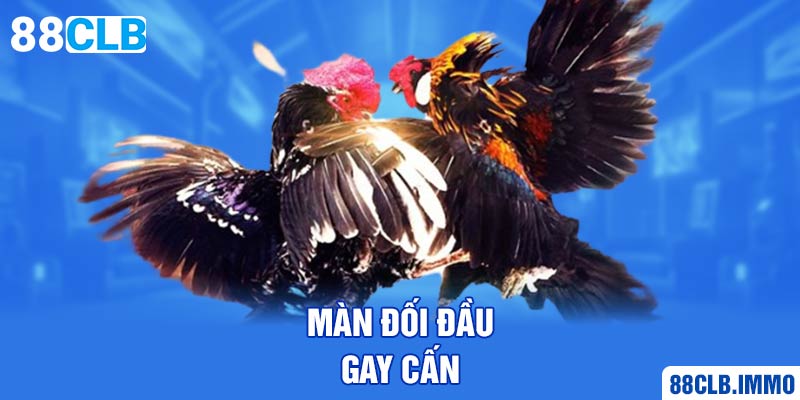 man-doi-dau-gay-can